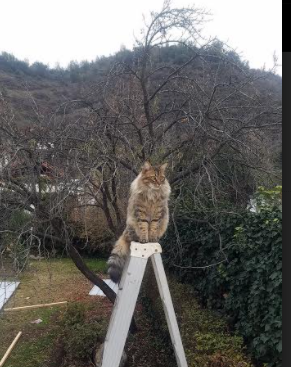 爱游戏体育平台-意甲速度突破：瞬间突破引爆全场！，意甲速度最快的球员