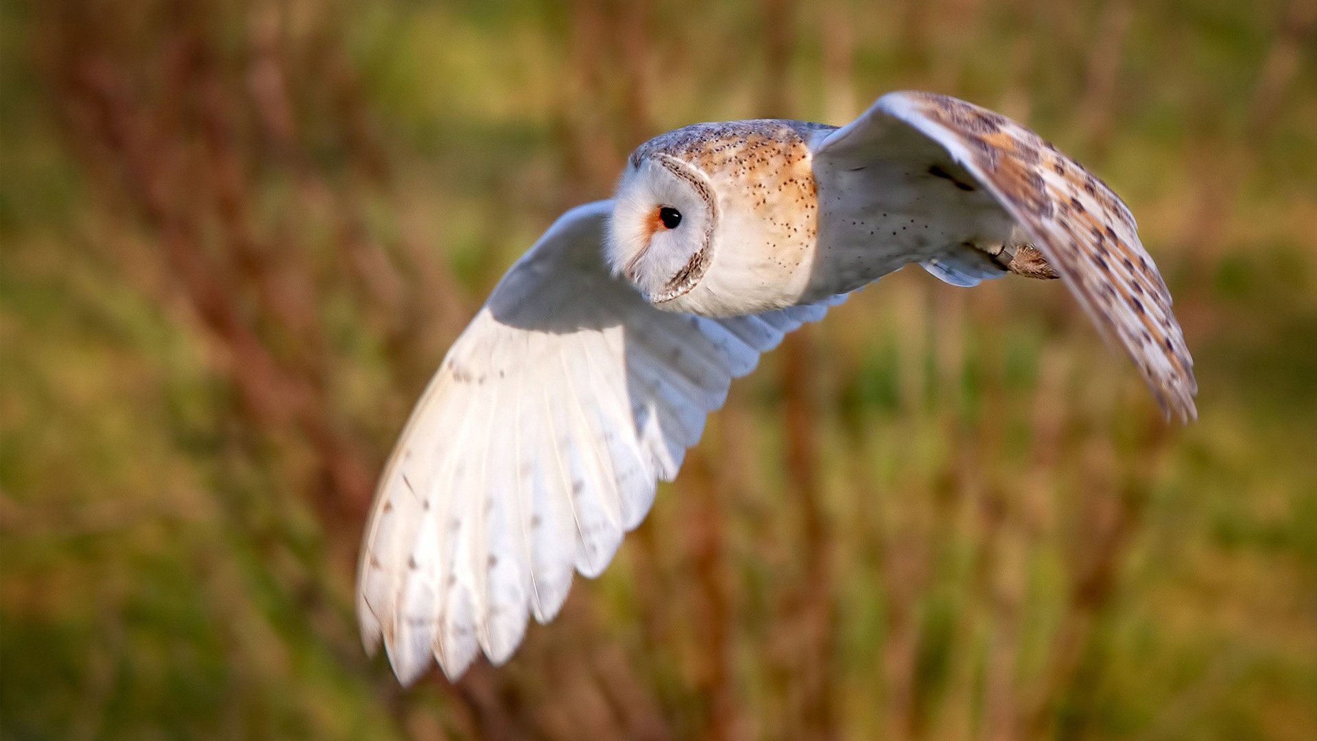 爱游戏体育（AYX）官方APP下载-法国橄榄球赛事逐渐成为全球橄榄球市场的重要组成部分，法国橄榄球队