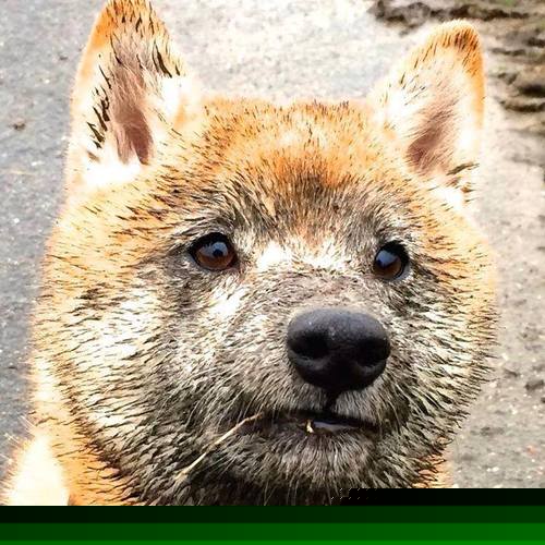 王楚钦通过模拟赛进行节奏测试调整,王楚钦公开赛冠军