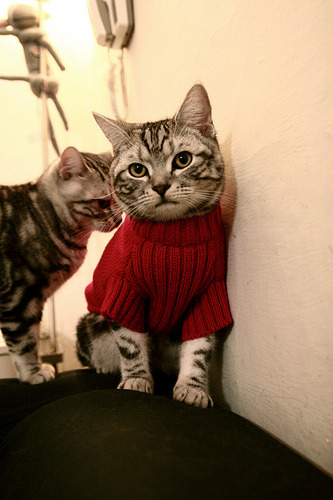 高尔的迅速突破与精准传球,让袋鼠队进攻更具层次